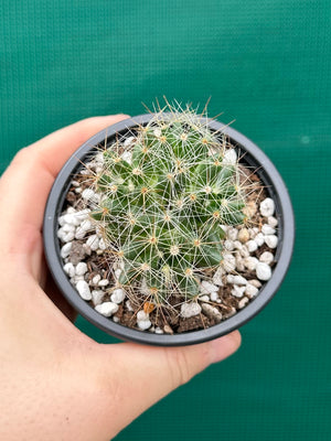 Mammillaria