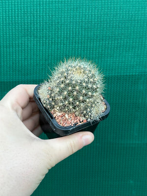 Rebutia aureiflora