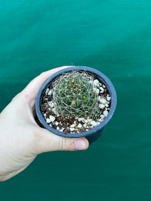 Mammillaria camptotricha