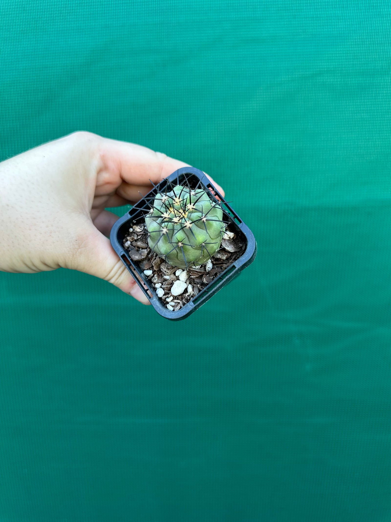 Copiapoa calderana