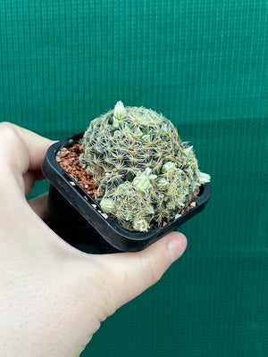 Mammillaria dumetorum