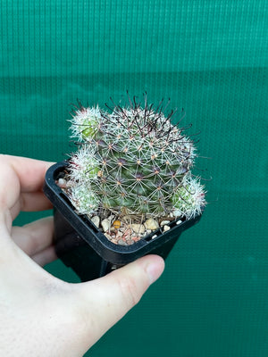 Mammillaria beneckii