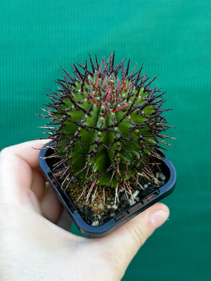 Euphorbia polygona