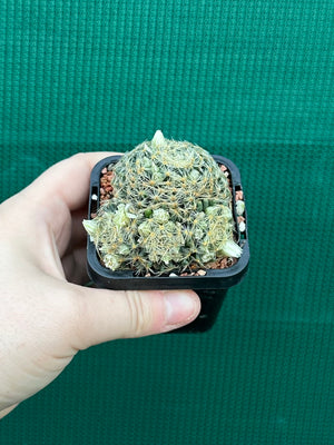 Mammillaria dumetorum