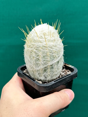 Espostoa melanostele