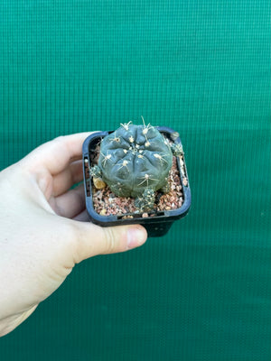 Gymnocalycium andreae