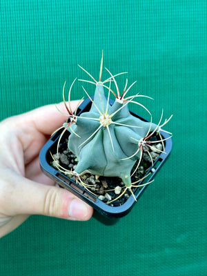 Ferocactus histrix