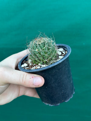Mammillaria camptotricha