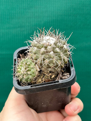 Neochilenia heinricheana x floccosa