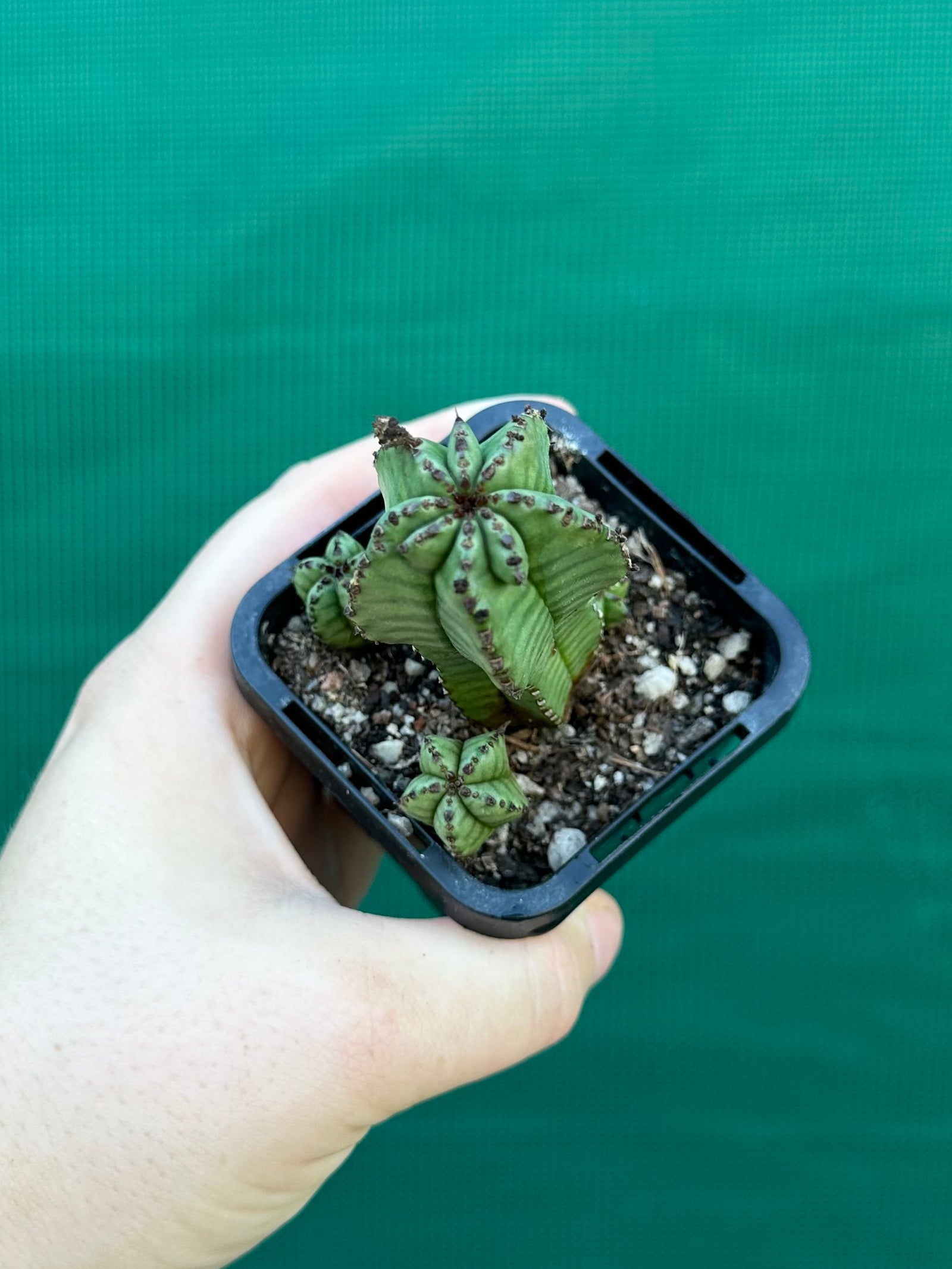 Euphorbia anoplia