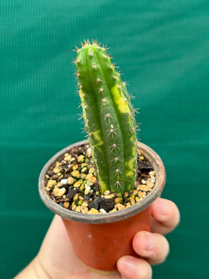 Trichocereus peruvianus varigata