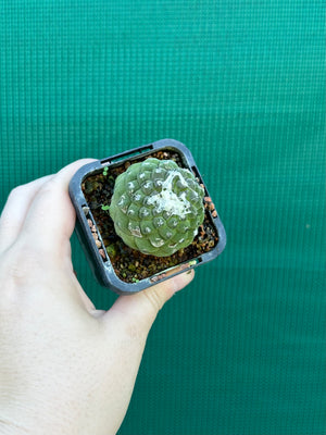 Copiapoa hypogea