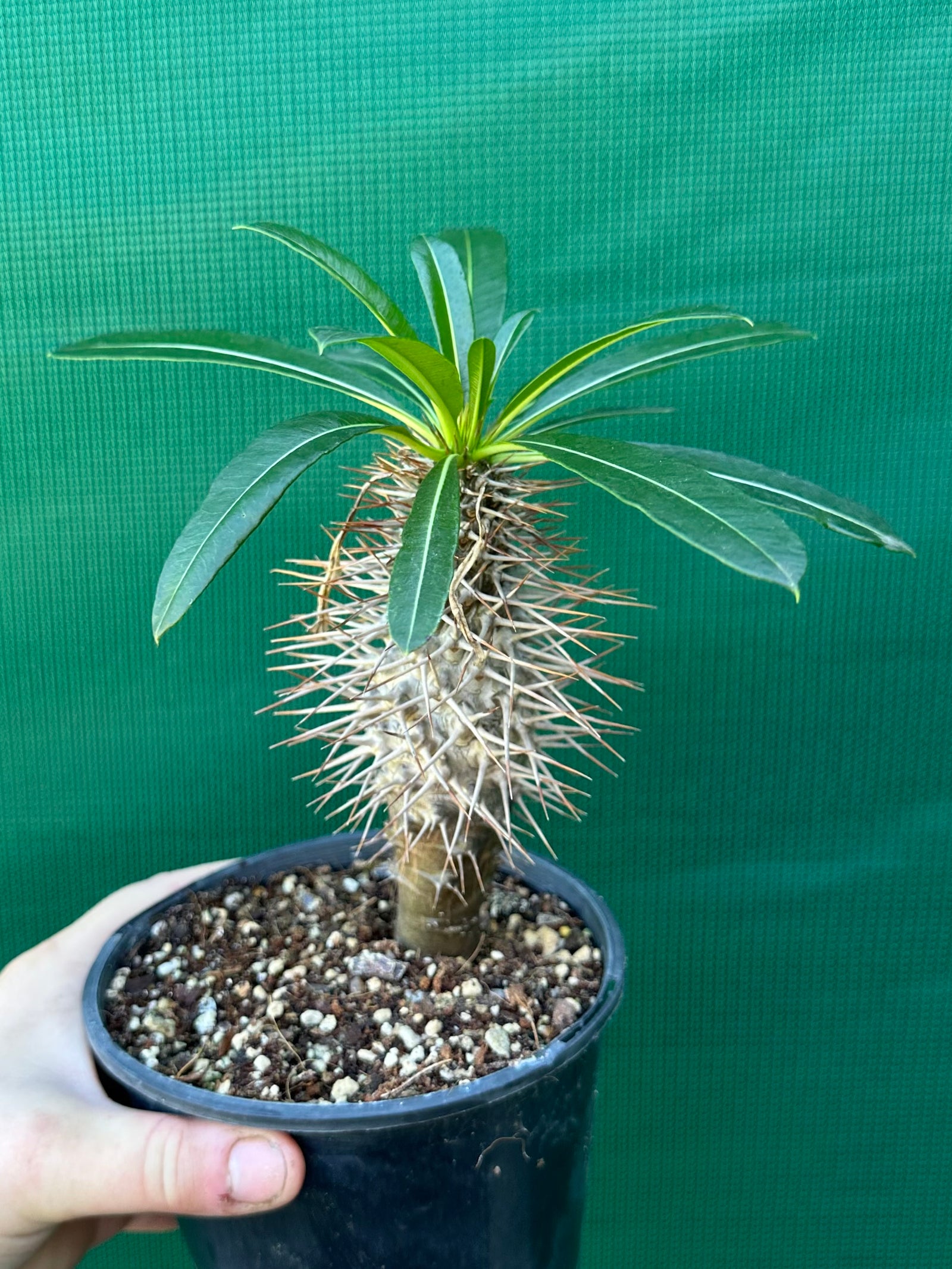 Pachypodium lamerei