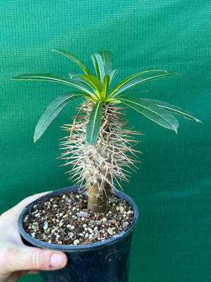 Pachypodium lamerei