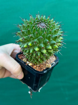Mammillaria mystax