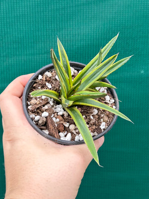 Agave victoriae reginae variegata