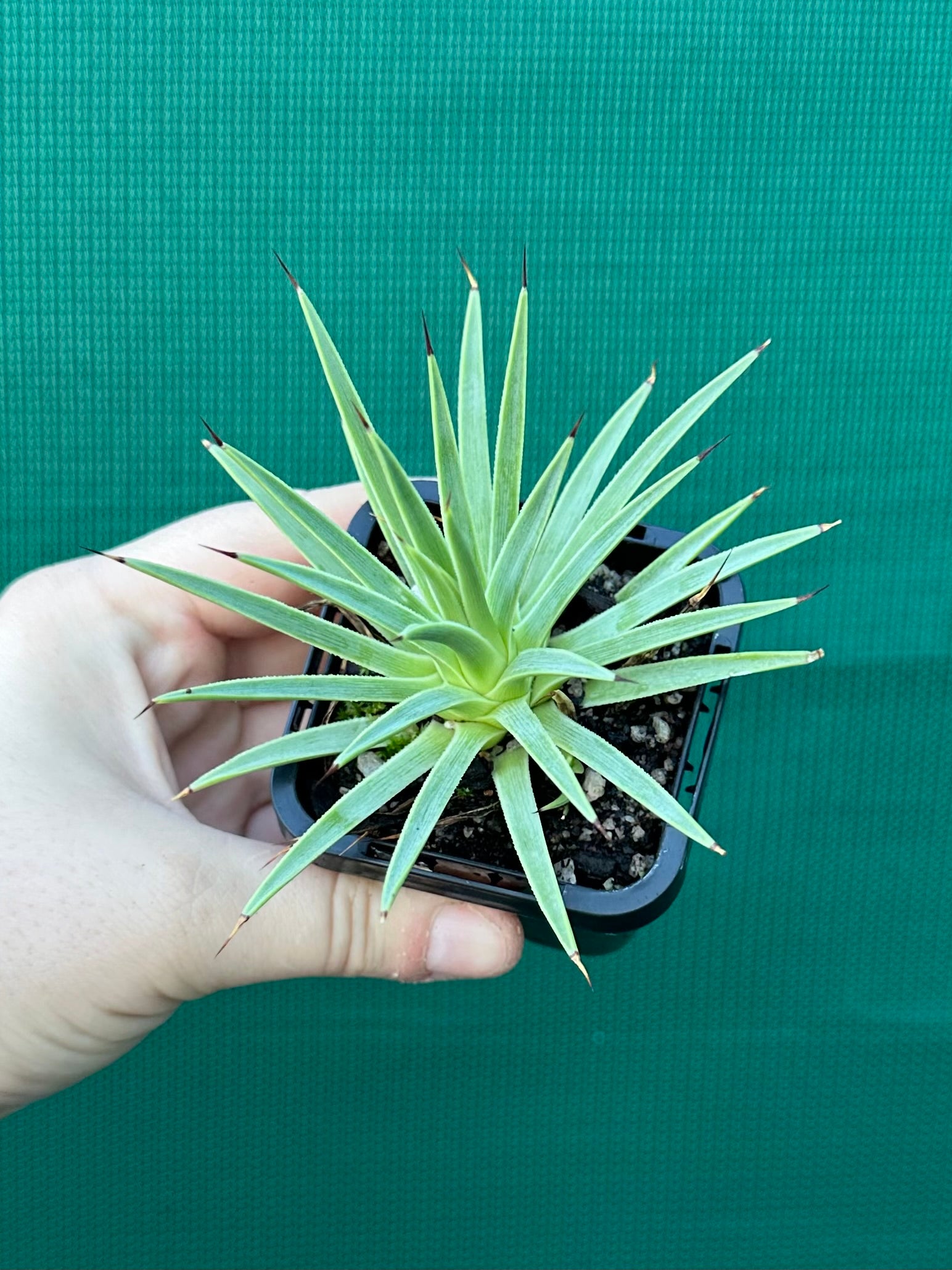 Agave stricta ‘Nana’