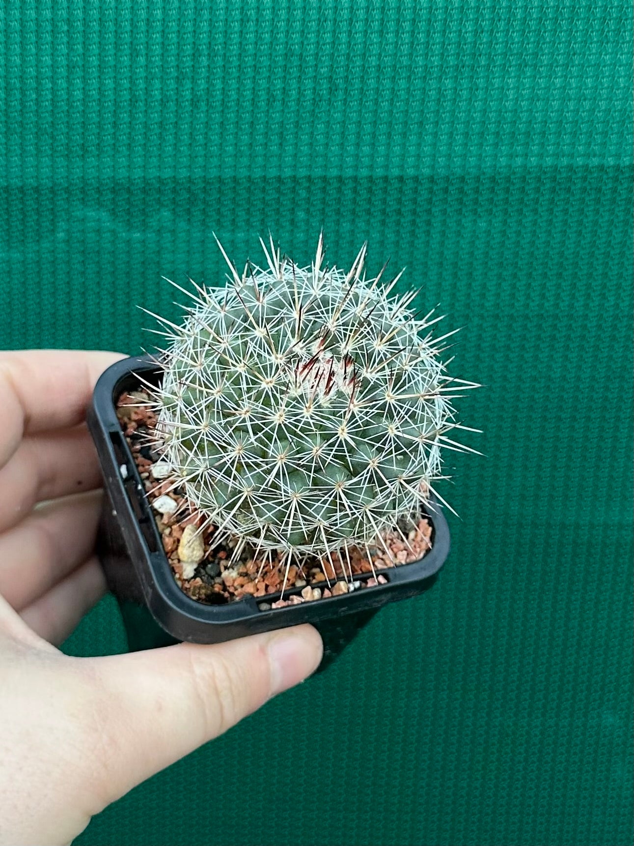 Mammillaria lindsayii