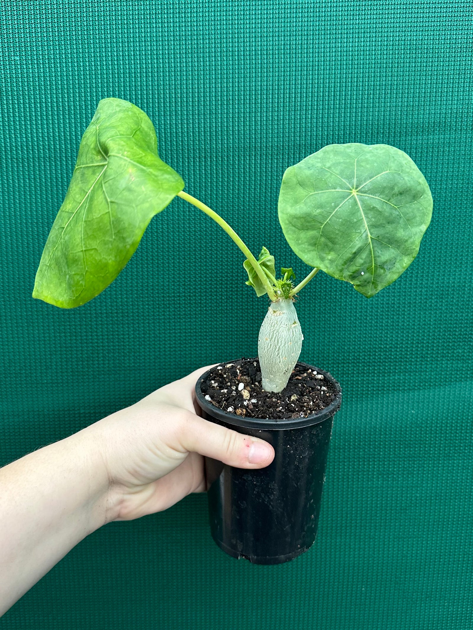 Jatropha podagrica Buddha's Belly