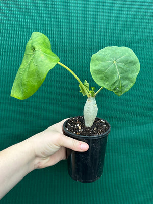 Jatropha podagrica Buddha's Belly