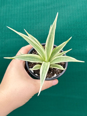 Sanseveria parva