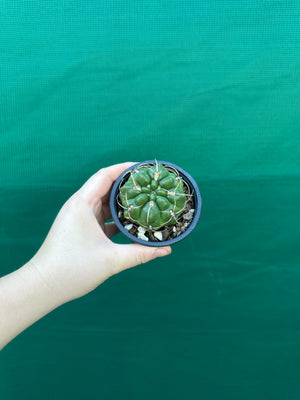 Gymnocalycium monvillei