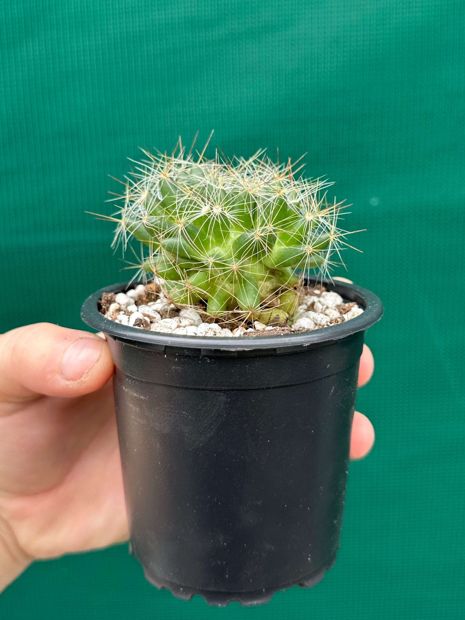 Mammillaria