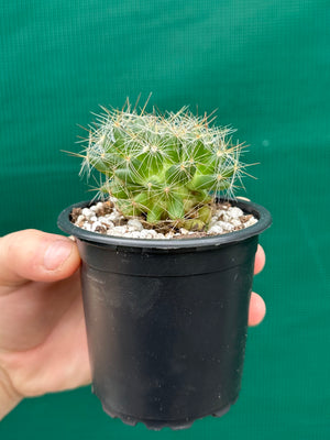 Mammillaria