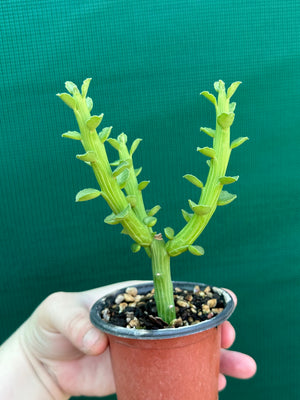 Monadenium ellenbeckii