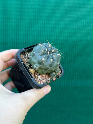 Gymnocalycium andreae