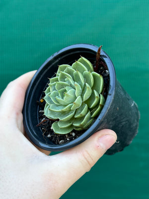 Echeveria ‘Cosmo’