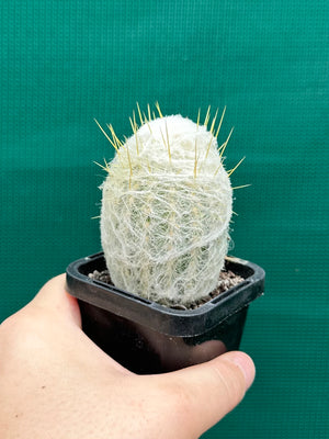Espostoa melanostele