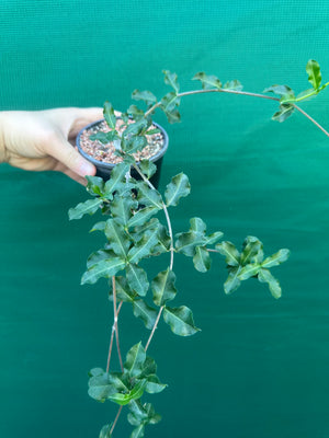 Fockea edulis