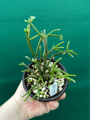 Rhipsalis pilocarpa