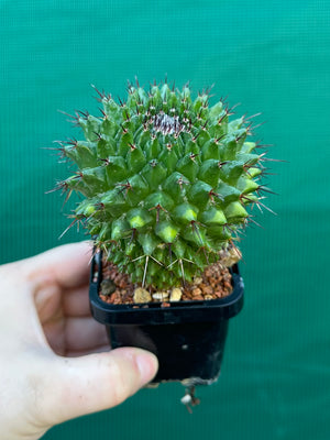 Mammillaria mystax