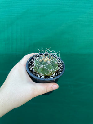 Gymnocalycium accorugatum