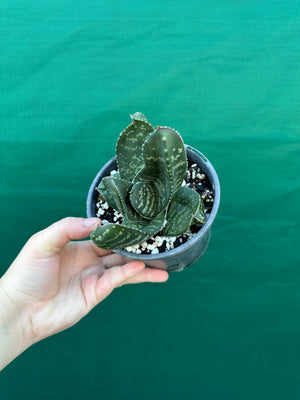 Gasteria excelsa hybrid