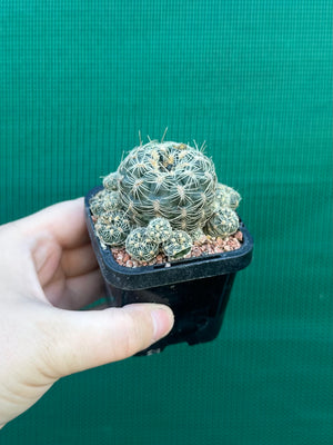 Gymnocalycium bruchii