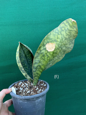 Sansevieria Masoniana ‘Mason’s Congo Paddle’