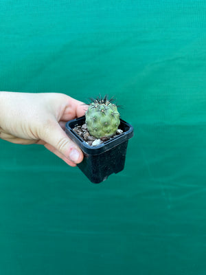 Copiapoa calderana
