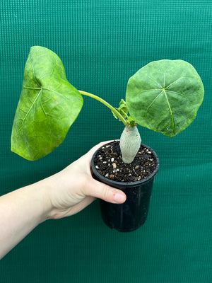 Jatropha podagrica Buddha's Belly