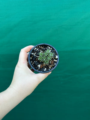 Deuterocohnia brevifolia