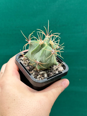 Ferocactus histrix