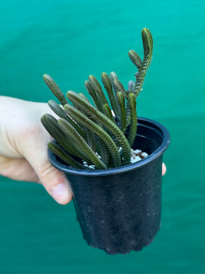 Crassula muscosa