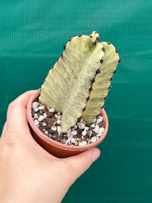 Euphorbia ammak variegata