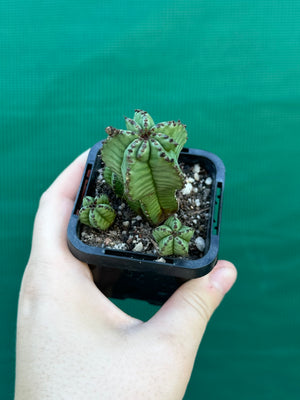 Euphorbia anoplia