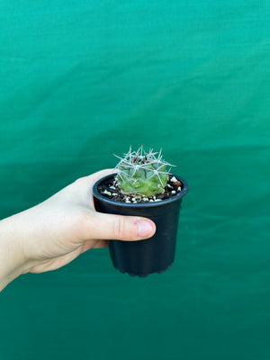 Gymnocalycium carminanthum