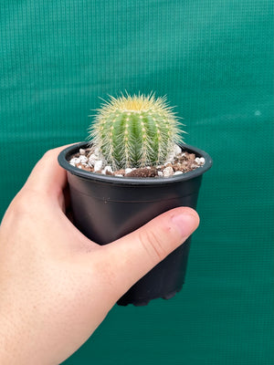 Parodia warasii