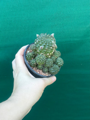 Lobivia arachnacantha hybrid