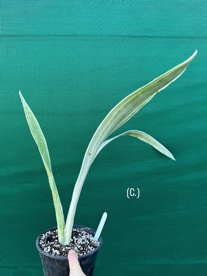 Sansevieria ‘Siam Silver’